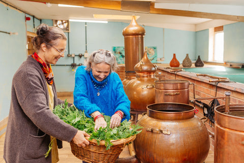 Sip into 2026: Plant-powered tonics for your wellness