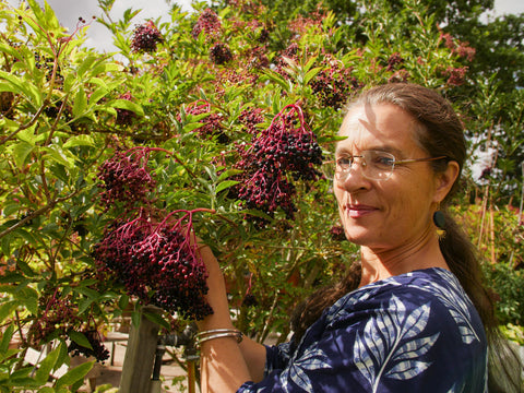 Sip & Scribble - botanical ink making and painting workshop