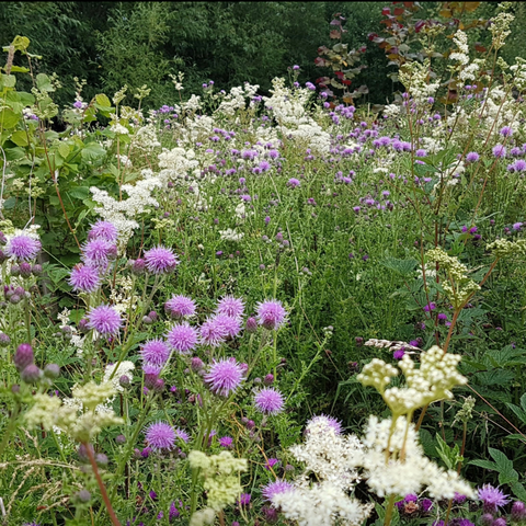 Tea Ceremony to relax and rebalance with Herb Walk