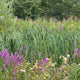 Sip & Stroll: The Meadow Sessions
