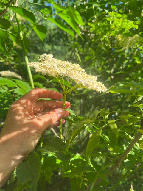 From Seed to Sip