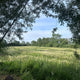 Herb Walk & Tea Tasting