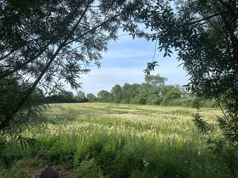 Herb Walk & Tea Tasting