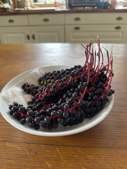 Sip & Scribble - botanical ink making and painting workshop